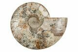 Agatized, Cut & Polished Ammonite Fossil - Madagasar #191585-5